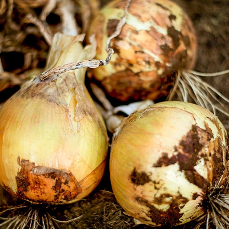 Ailsa Craig Exhibition Onion (Heirloom, 105 Days)