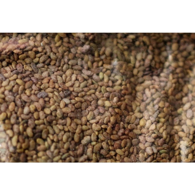 Alfalfa – Galaxy Cover Crop|1  lb|5 lb