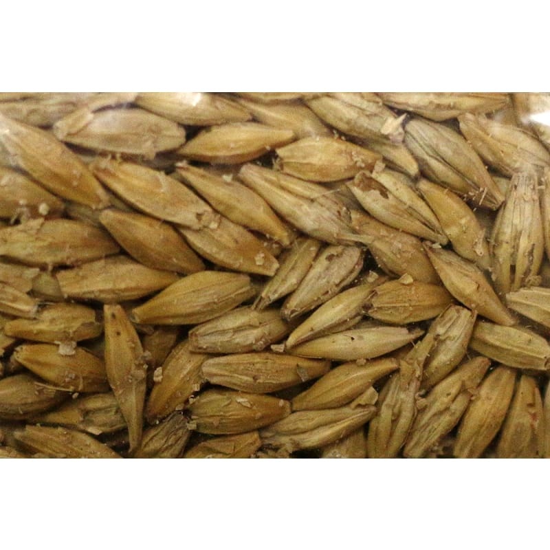 Barley Cover Crop|1  lb|5 lb