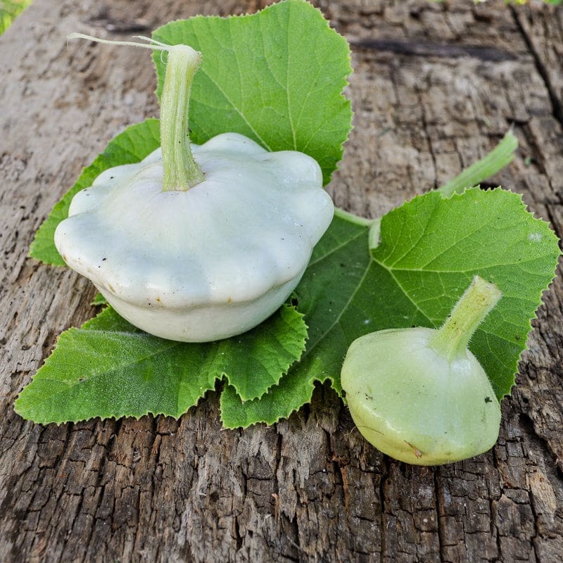Bennings Green Tint Scallop Summer Squash (Heirloom, 63 Days)