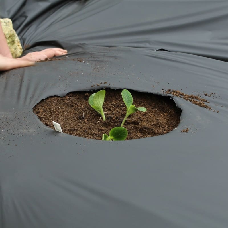 Black Plastic Mulch