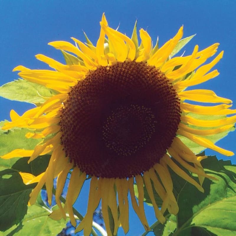 Black Russian Sunflower|Default