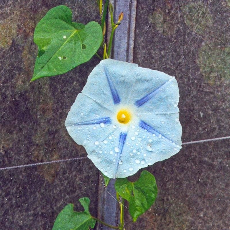 Blue Star Morning Glory