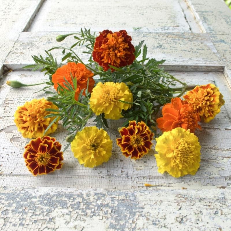 Bonanza Mix Marigold