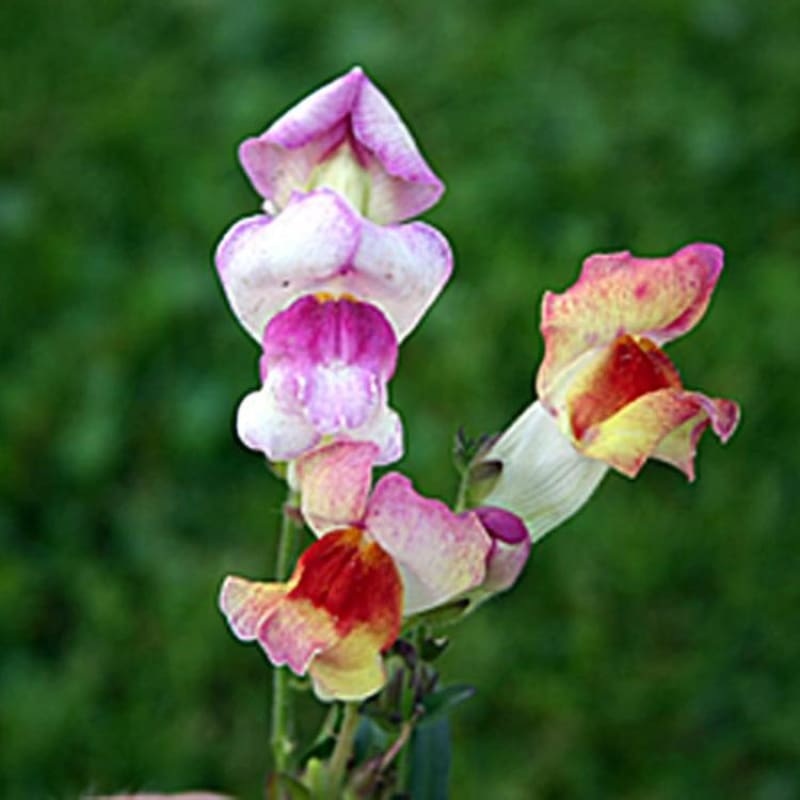 Brighton Rock Snapdragon|Default