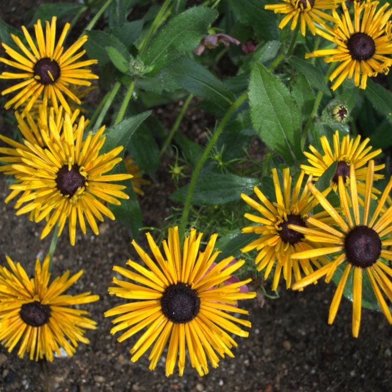 Chim Chiminee Rudbeckia|Default