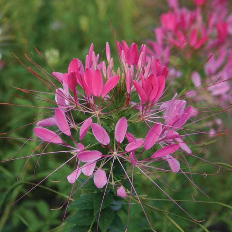 CLEOME – CHERRY QUEEN