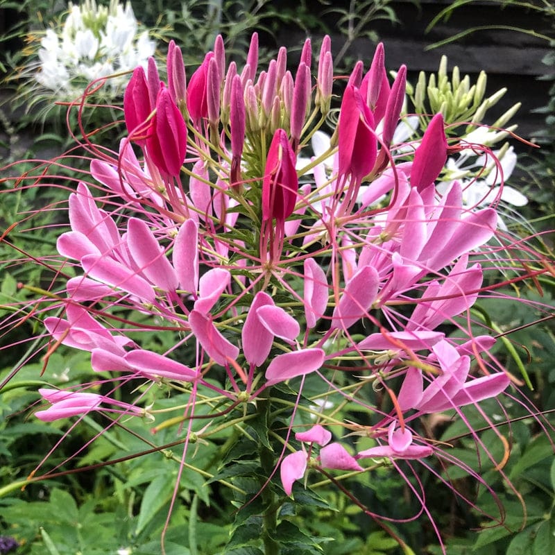 CLEOME – ROSE QUEEN