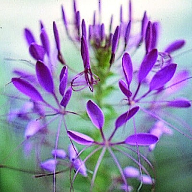 CLEOME – VIOLET QUEEN