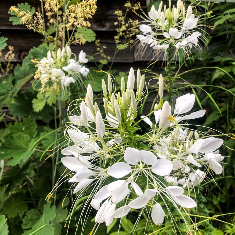 CLEOME – WHITE QUEEN