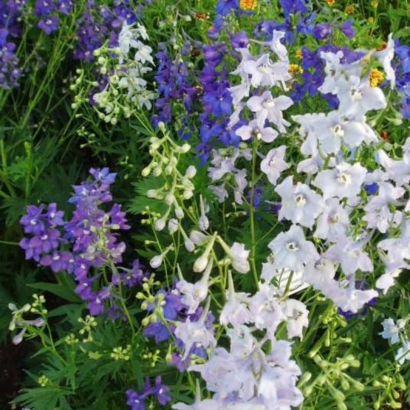 Connecticut Yankees Mix Delphinium