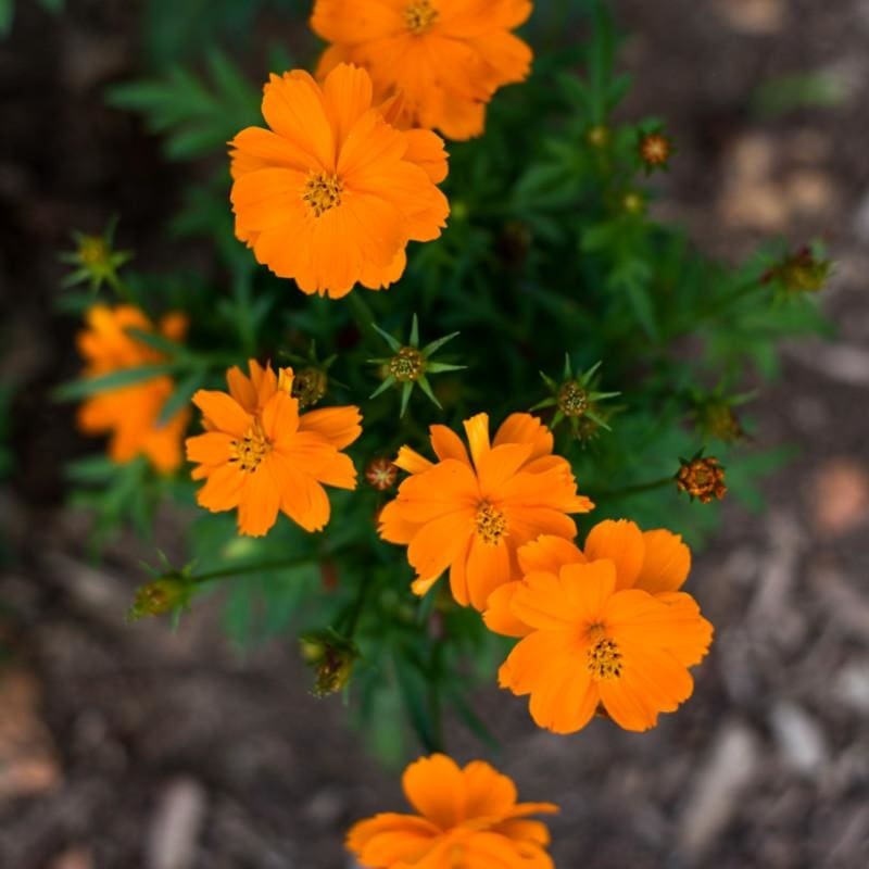 Cosmic Orange Cosmo