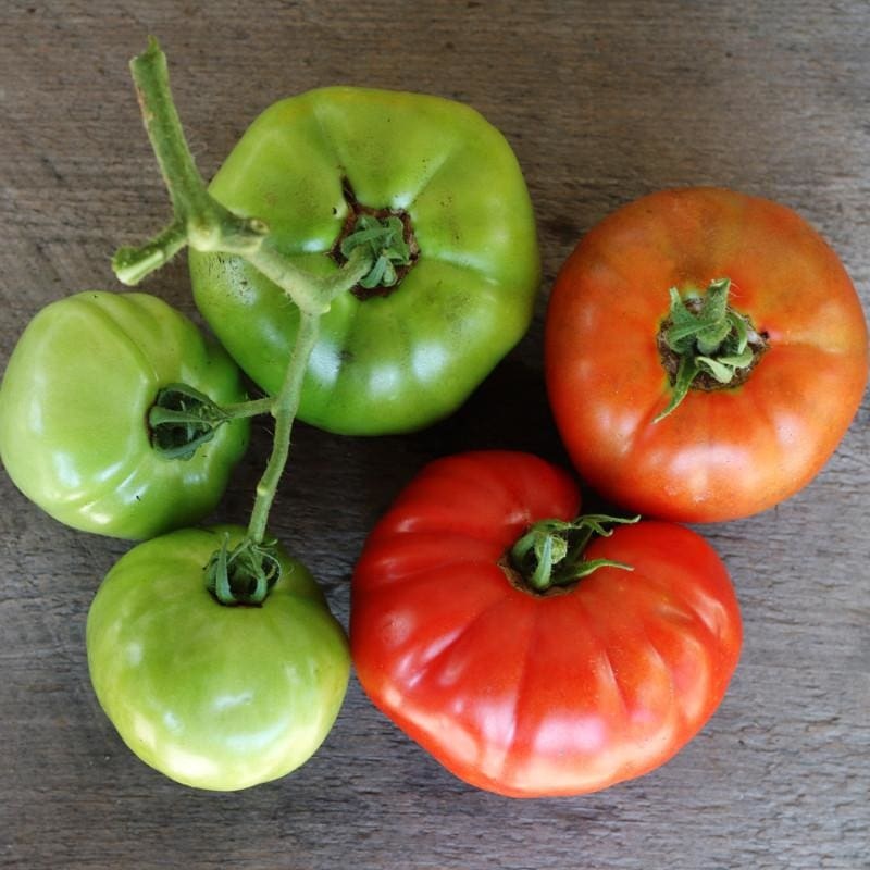 Country Taste Tomato (F1 Hybrid 70 Days)