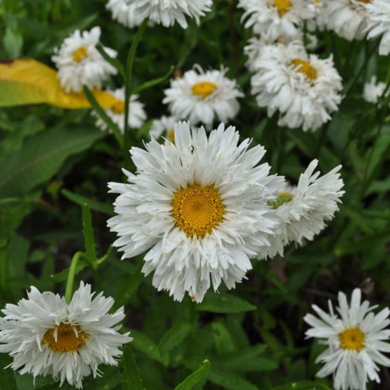 Crazy Daisy|Default