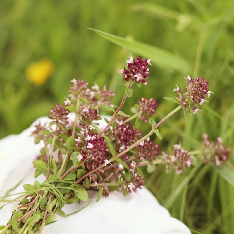 Edible Flower and Herb Mix|Default