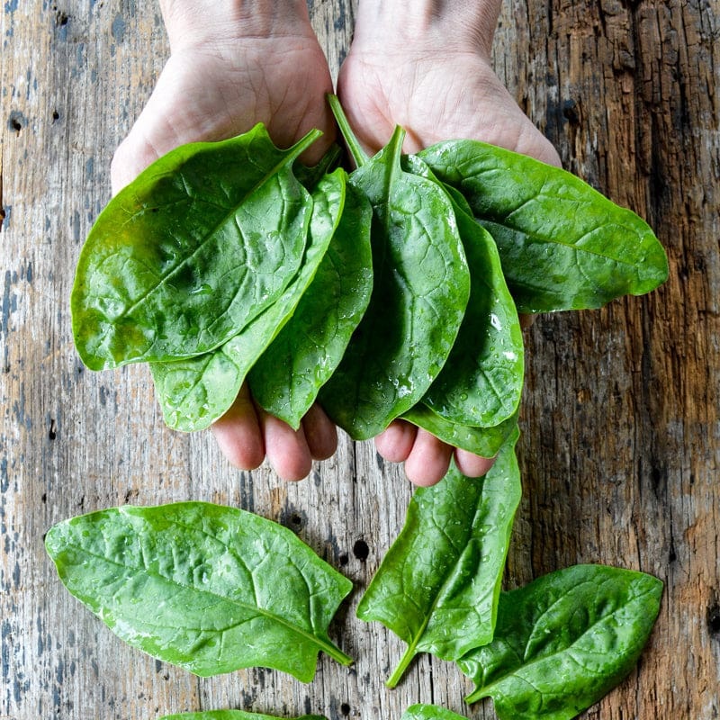 Giant Noble Spinach (Heirloom 46 Days)