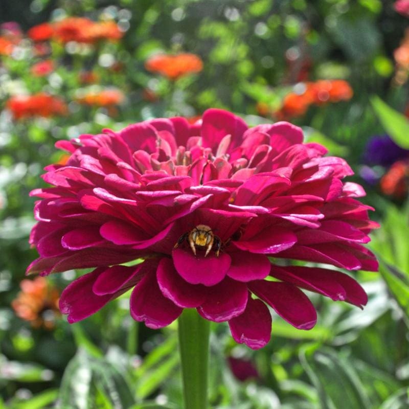 Giant Wine Zinnia|Default