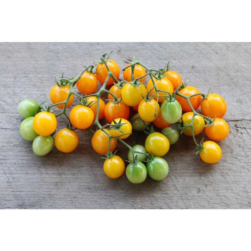 Gold Nugget Tomato (55 Days)