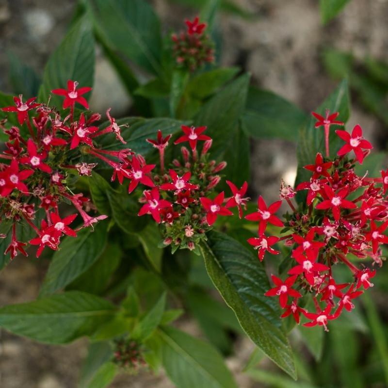 Graffiti Bright Red Pentas|Default