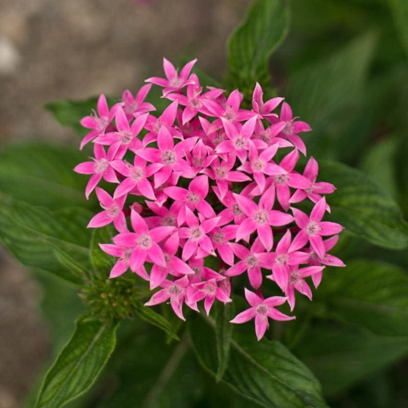 Graffiti Pink Pentas|Default