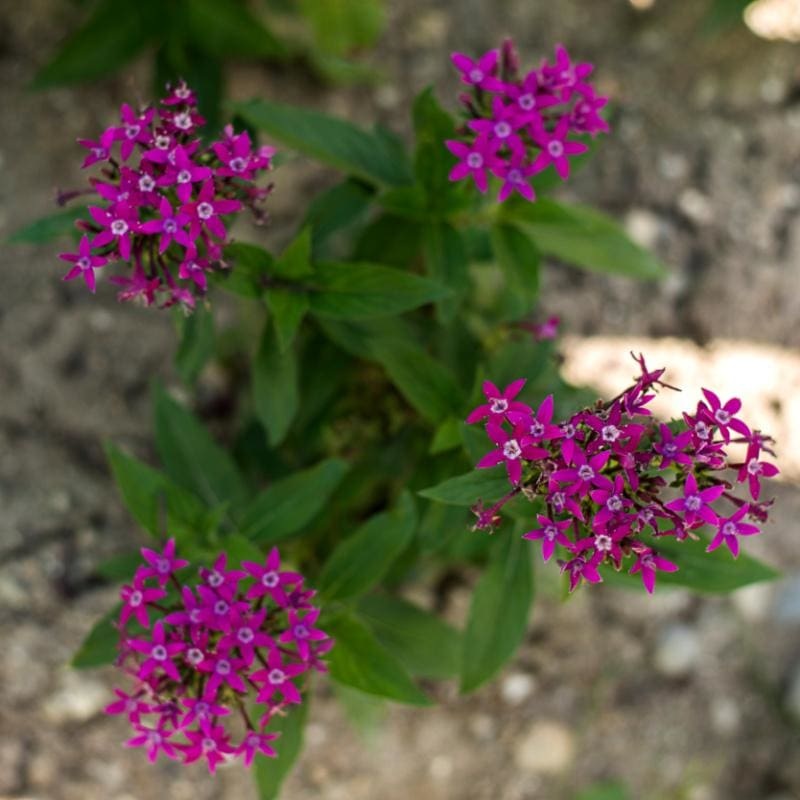 Graffiti Violet Pentas|Default