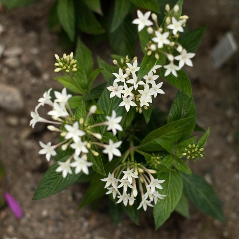 Graffiti White Pentas|Default