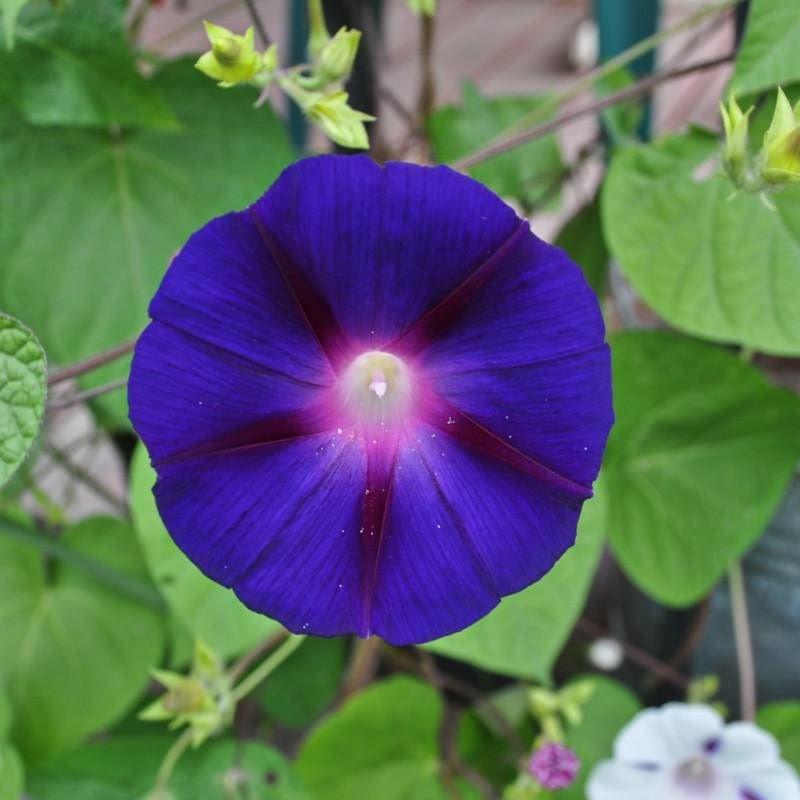 Grandpa Otts Morning Glory|Default