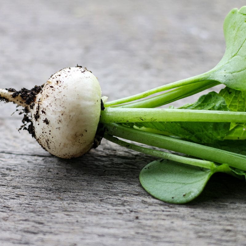 Hailstone Radish (Heirloom, 25 Days)