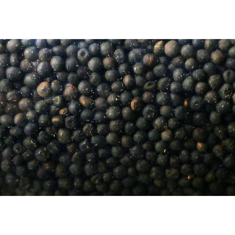 Hairy Vetch Cover Crop|1  lb|5 lb