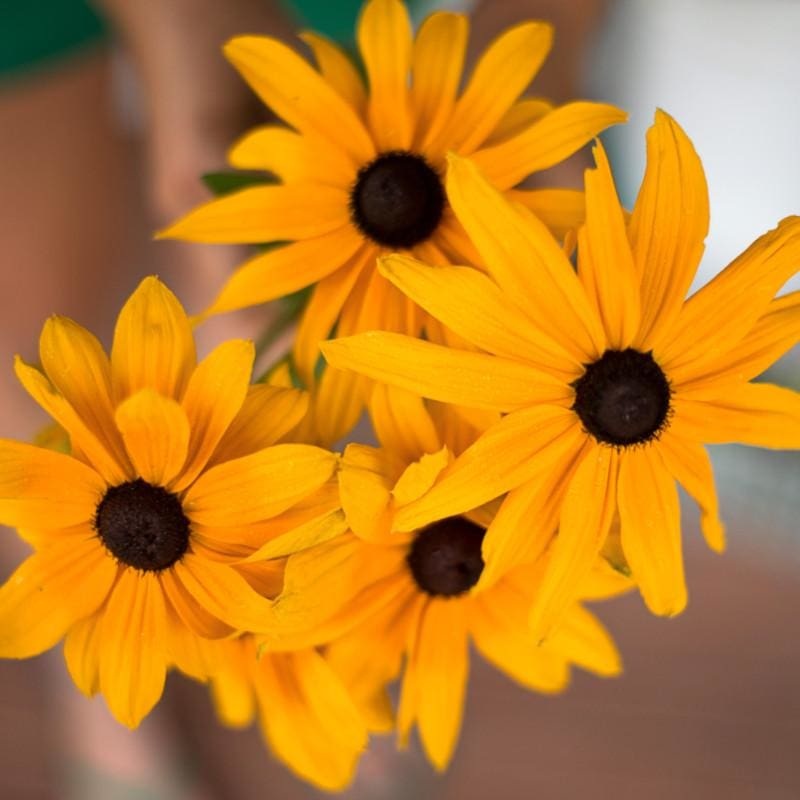 Indian Summer Rudbeckia
