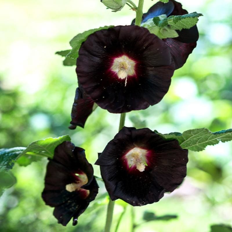 Jet Black Hollyhock