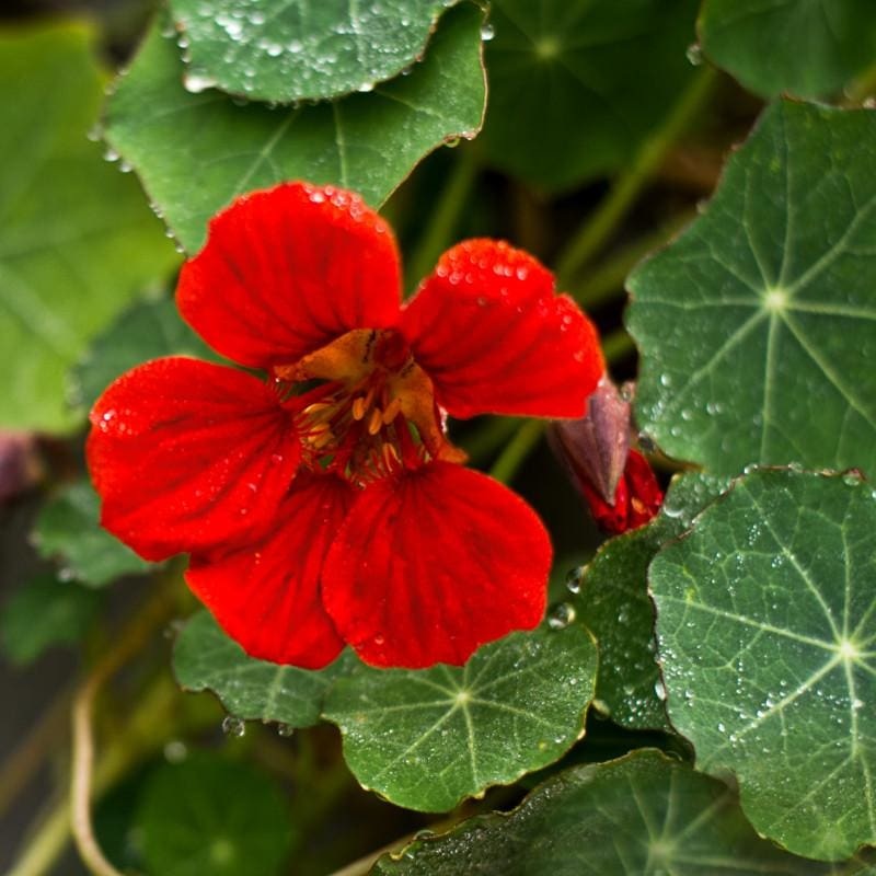 King Theodore Nasturtium|Default