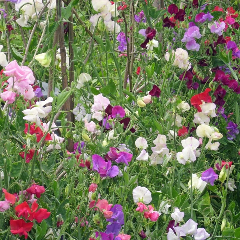 Knee High Fragrant Mix Sweet Pea