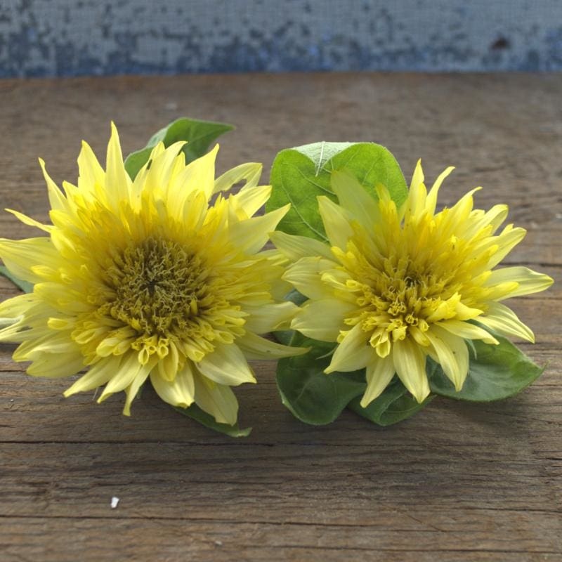 Lemon Eclair Sunflower