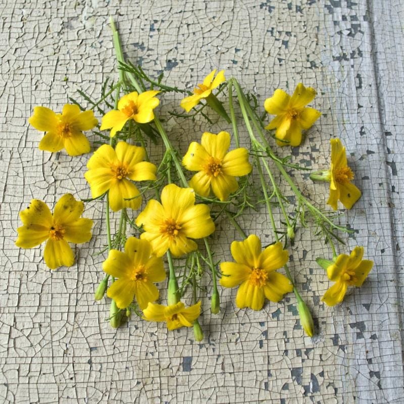 Lemon Gem Marigold