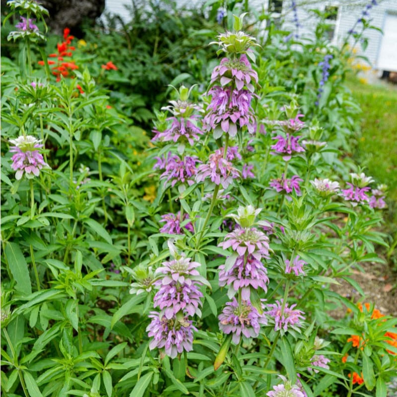 Lemon Mint Monarda|Default