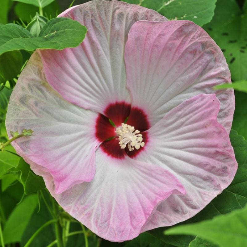 Luna Pink Swirl Hibiscus