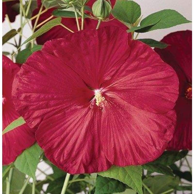 Luna Red Hibiscus