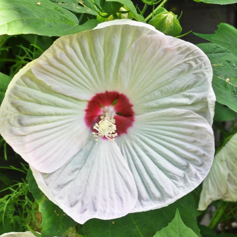Luna White Hibiscus