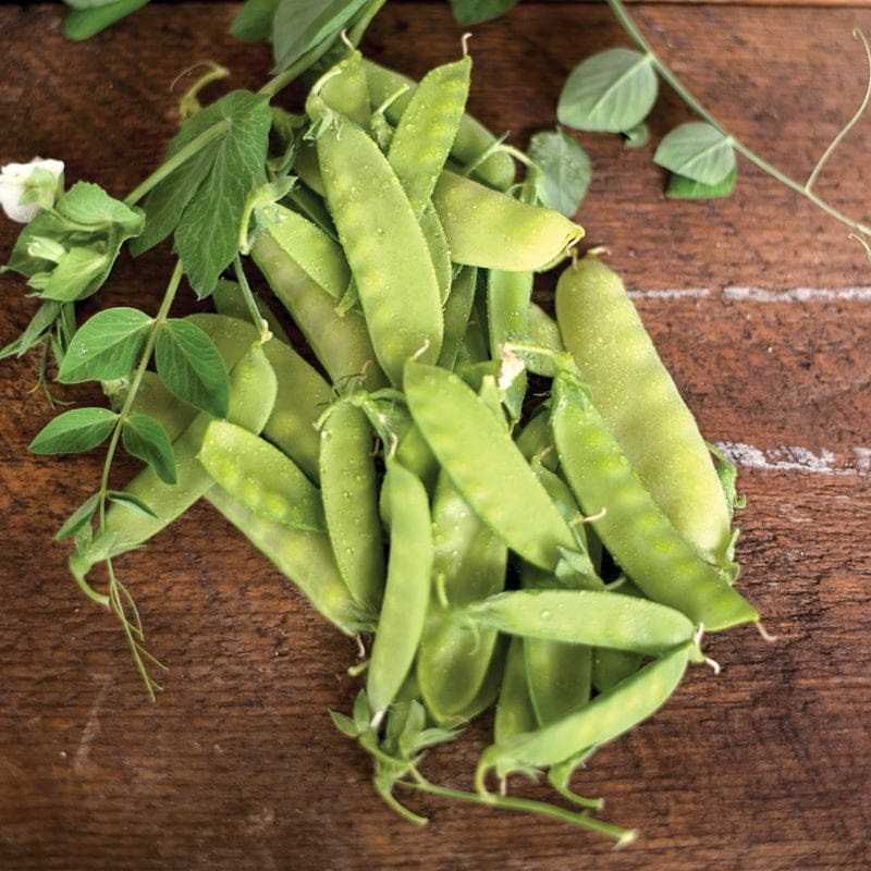 Mammoth Melting Sugar Snow Pea (Heirloom 65-75 Days)
