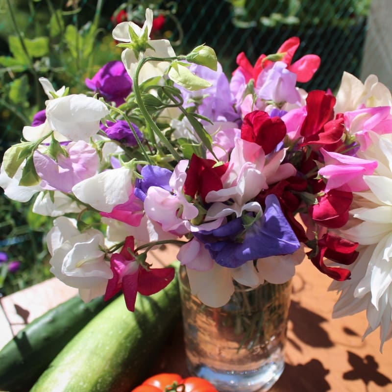 Mammoth Mix Sweet Pea