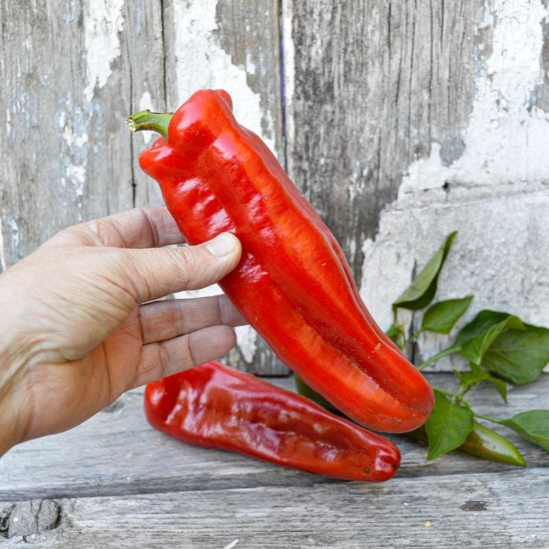 Marconi Red Pepper (80-90 Days)