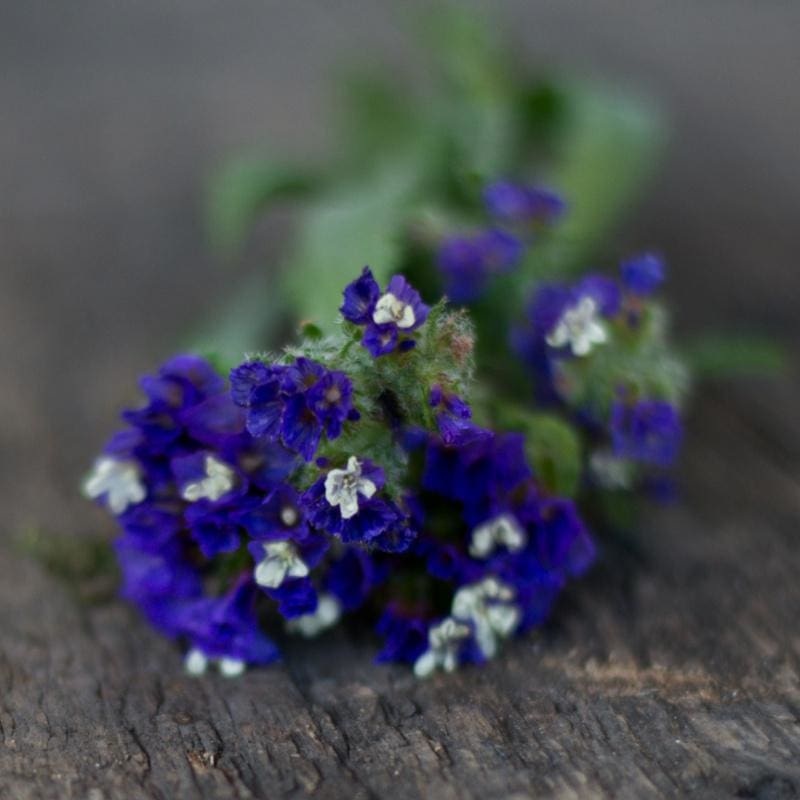 Midnight Blue Statice|Default