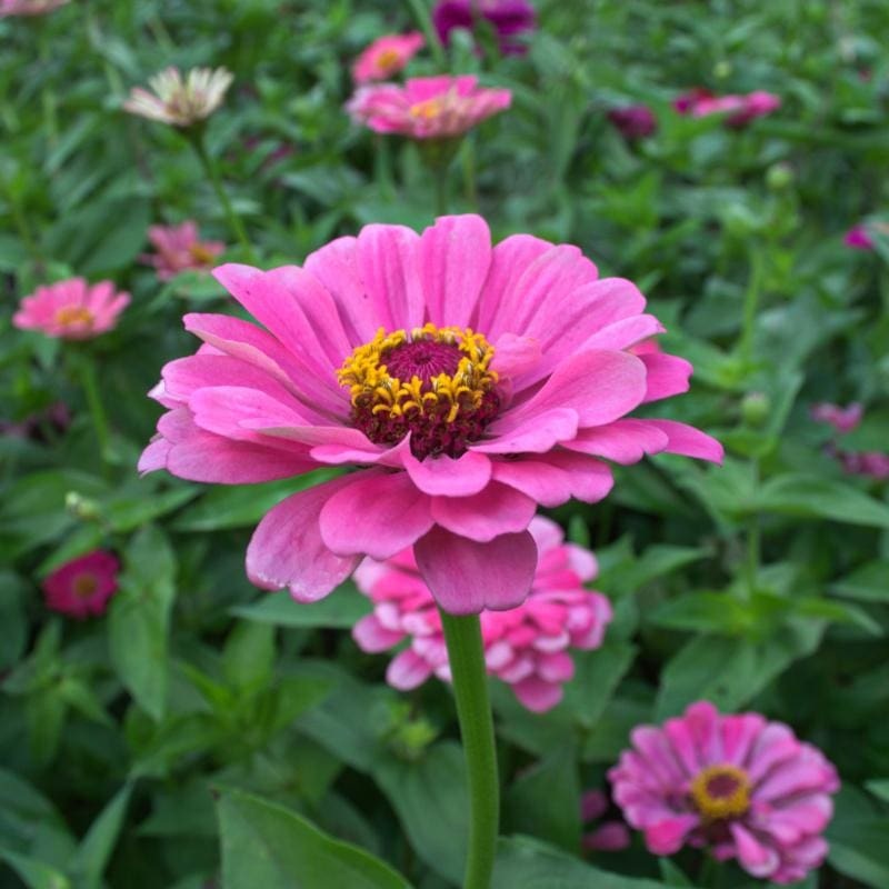 Miss Willmott Zinnia