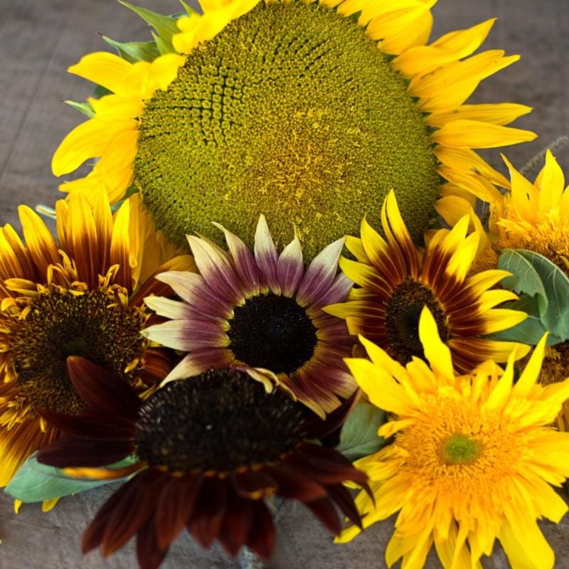 Monet’s Pallet Mix Sunflower