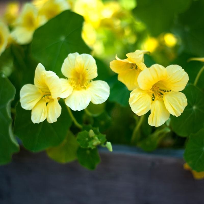 Moonlight Nasturtium|Default