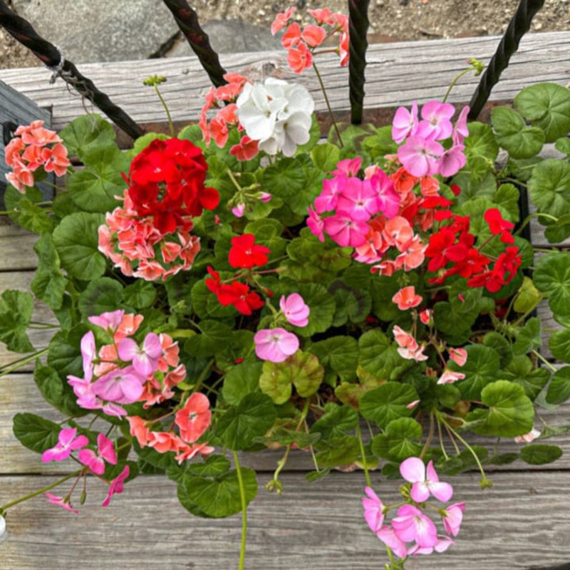 Multibloom Mix Geranium