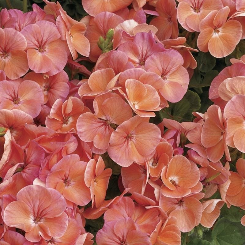 Multibloom Salmon Geranium|Default