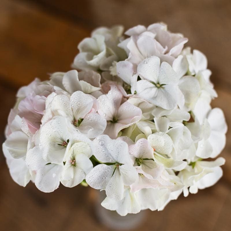Multibloom White Geranium|Default