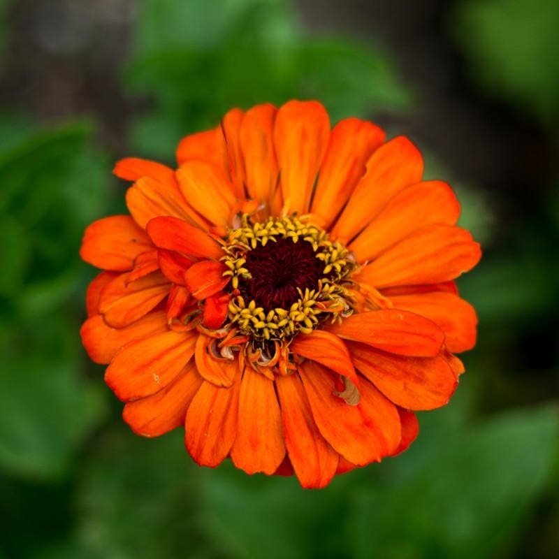 Orange King Zinnia|Default